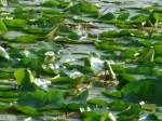 blumen/368676/152688---seerosen-im-lily-lake (152'688) - Seerosen im Lily Lake am 13. Juli 2014