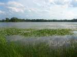 blumen/368677/152689---seerosen-im-lily-lake (152'689) - Seerosen im Lily Lake am 13. Juli 2014