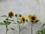 (182'737) - Sonnenblumen am 5.