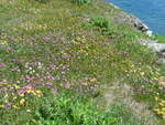 blumen/706473/218682---alpenflora-beim-totensee-am (218'682) - Alpenflora beim Totensee am 12. Juli 2020 auf dem Grimselpass