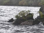 (191'268) - Steine mit Grn im Lake Taupo am 24.
