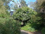 baume/624272/192207---blhender-baum-im-park (192'207) - Blhender Baum im Park von Motat am 1. Mai 2018 in Auckland