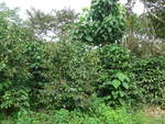 (211'603) - Kaffeepflanzen am 18. November 2019 in Rio Jsus