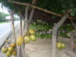 nusse/684903/212004---kokosnuesse-und-bananen-am (212'004) - Kokosnsse und Bananen am 22. November 2019 bei Rivas