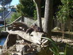 zoo-wellington-20/619724/191431---fischottern-am-26-april (191'431) - Fischottern am 26. April 2018 in Wellington, Zoo
