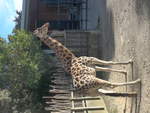 zoo-wellington-20/619952/191484---giraffe-am-26-april (191'484) - Giraffe am 26. April 2018 in Wellington, ZOO