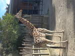 zoo-wellington-20/619953/191485---giraffe-am-26-april (191'485) - Giraffe am 26. April 2018 in Wellington, ZOO