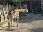 zoo-wellington-20/619954/191486---giraffe-am-26-april (191'486) - Giraffe am 26. April 2018 in Wellington, ZOO
