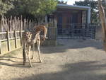zoo-wellington-20/619955/191487---giraffe-am-26-april (191'487) - Giraffe am 26. April 2018 in Wellington, ZOO
