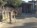 zoo-wellington-20/619956/191488---giraffe-am-26-april (191'488) - Giraffe am 26. April 2018 in Wellington, ZOO