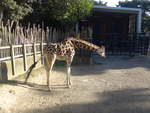 zoo-wellington-20/619957/191489---giraffe-am-26-april (191'489) - Giraffe am 26. April 2018 in Wellington, ZOO