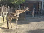 zoo-wellington-20/619958/191490---zwei-giraffen-am-26 (191'490) - Zwei Giraffen am 26. April 2018 in Wellington, ZOO
