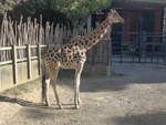 zoo-wellington-20/619959/191491---giraffe-am-26-april (191'491) - Giraffe am 26. April 2018 in Wellington, ZOO