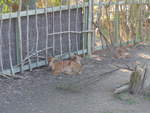 zoo-wellington-20/620080/191504---antilopen-am-26-april (191'504) - Antilopen am 26. April 2018 in Wellington, ZOO