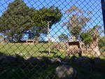 zoo-wellington-20/620082/191506---antilopen-am-26-april (191'506) - Antilopen am 26. April 2018 in Wellington, ZOO