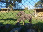 zoo-wellington-20/620084/191508---antilopen-am-26-april (191'508) - Antilopen am 26. April 2018 in Wellington, ZOO