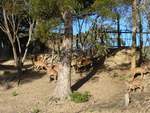 zoo-wellington-20/620220/191518---antilopen-am-26-april (191'518) - Antilopen am 26. April 2018 in Wellington, ZOO