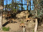 zoo-wellington-20/620221/191519---antilopen-am-26-april (191'519) - Antilopen am 26. April 2018 in Wellington, ZOO