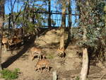 zoo-wellington-20/620222/191520---antilopen-am-26-april (191'520) - Antilopen am 26. April 2018 in Wellington, ZOO