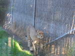 zoo-wellington-20/620372/191529---gepard-am-26-april (191'529) - Gepard am 26. April 2018 in Wellington, ZOO