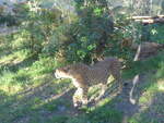 zoo-wellington-20/620373/191530---gepard-am-26-april (191'530) - Gepard am 26. April 2018 in Wellington, ZOO