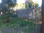 zoo-wellington-20/620374/191531---gepard-am-26-april (191'531) - Gepard am 26. April 2018 in Wellington, ZOO