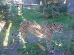 zoo-wellington-20/620375/191532---gepard-am-26-april (191'532) - Gepard am 26. April 2018 in Wellington, ZOO