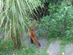 zoo-wellington-20/620382/191539---roter-panda-am-26 (191'539) - Roter Panda am 26. April 2018 in Wellington, ZOO