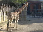 zoo-wellington-20/619951/191483---giraffe-am-26-april (191'483) - Giraffe am 26. April 2018 in Wellington, ZOO