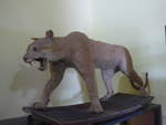 (211'975) - Ausgestopftes Wildtier im Museo de Rivas am 22.