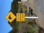Gefahrensignale/619456/191410---vorsicht-kiwi-berquert-nachts (191'410) - Vorsicht: Kiwi berquert nachts die Strasse am 25. April 2018 bei Whakapapa