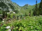 (134'514) - Alpenflora und Stockensee im Stockhorngebiet am 26. Juni 2011