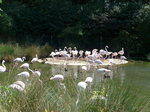 (174'409) - Flamingos am 28. August 2016 in Bern, Tierpark Dhlhlzli