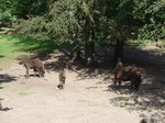 (174'423) - Wisente am 28. August 2016 in Bern, Tierpark Dhlhlzli