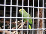 (258'105) - Papagei in der Vogelvolire am 2. Januar 2024 in Steffisburg, Schwbis