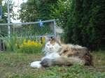 (133'939) - Katze Fortuna ist sehr fotogen am 30. Mai 2011