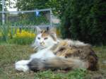 (133'940) - Katze Fortuna ist sehr fotogen am 30. Mai 2011
