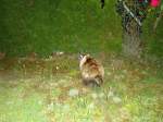 (135'450) - Katze Fortuna sieht einen Igel am 13. August 2011