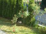 (139'294) - Katze Fortuna unter dem Rosenbogen am 2. Juni 2012