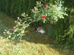 (139'295) - Katze Fortuna unter dem Rosenbogen am 2. Juni 2012