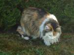 (139'296) - Katze Fortuna am Schatten am 2. Juni 2012
