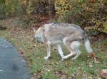 Thun/296678/142202---ein-alter-wolf-auf (142'202) - Ein alter Wolf auf der Thuner Allmend am 11. November 2012