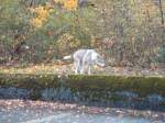 Thun/296679/142203---ein-alter-wolf-auf (142'203) - Ein alter Wolf auf der Thuner Allmend am 11. November 2012