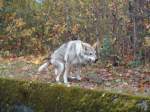 Thun/296680/142204---ein-alter-wolf-auf (142'204) - Ein alter Wolf auf der Thuner Allmend am 11. November 2012