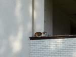 (155'462) - Katze Fortuna sitzt auf dem Balkon am 5. Oktober 2014