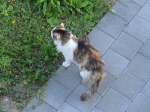 (161'706) - Katze Fortuna begutachtet den Rasen am 2. Juni 2015