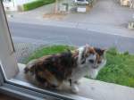 (161'709) - Katze Fortuna auf dem Fenstersims am 2. Juni 2015