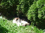 Thun/522223/174274---katze-fortuna-geniesst-die (174'274) - Katze Fortuna geniesst die Sonne am 22. August 2016