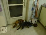 (213'208) - Katze Nimerya und Kater Shaggy beim Fressen am 31.