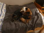 Thun/689024/213812---kater-shaggy-und-katze (213'812) - Kater Shaggy und Katze Nimerya auf dem Bett am 13. Januar 2020 in Thun